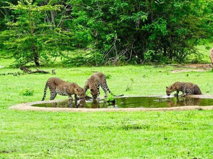 Hotel Yala Leopard Mobile Camp Zewnętrze zdjęcie