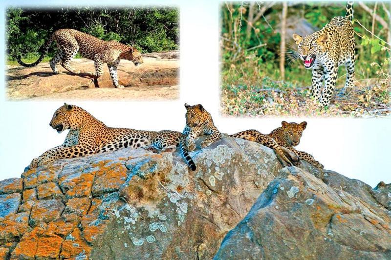 Hotel Yala Leopard Mobile Camp Zewnętrze zdjęcie