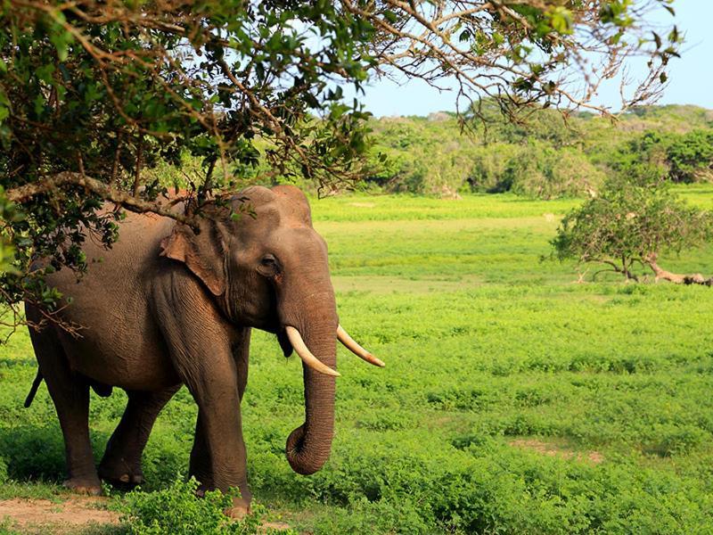 Hotel Yala Leopard Mobile Camp Zewnętrze zdjęcie