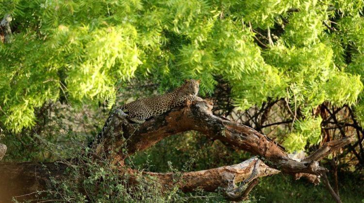 Hotel Yala Leopard Mobile Camp Zewnętrze zdjęcie