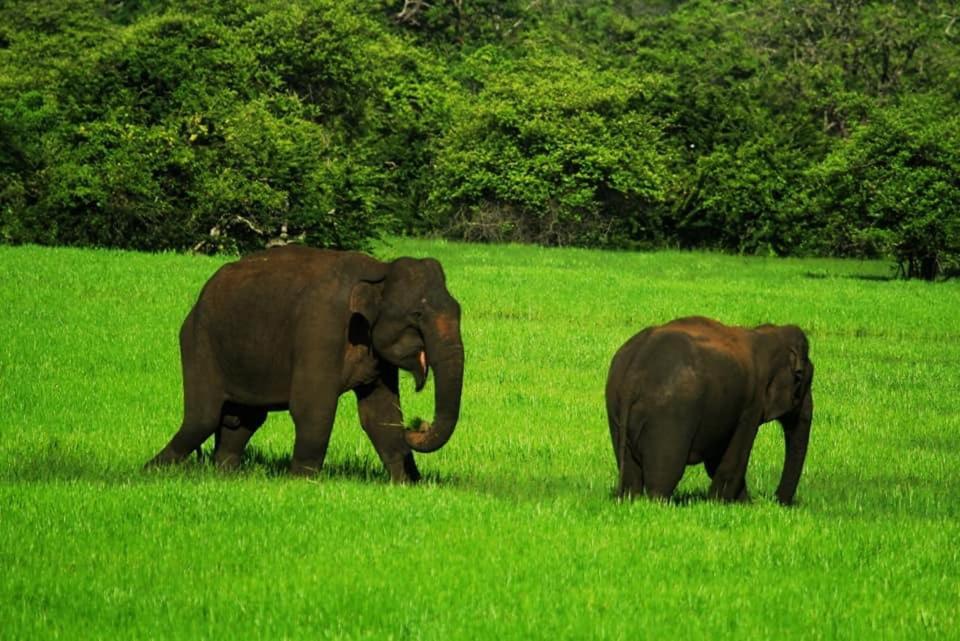 Hotel Yala Leopard Mobile Camp Zewnętrze zdjęcie